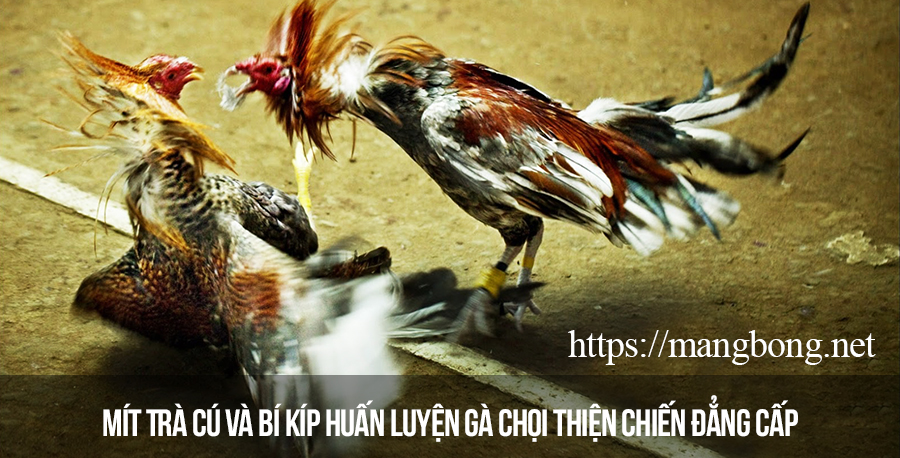 Mít Trà Cú và bí kíp huấn luyện gà chọi thiện chiến đẳng cấp