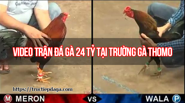 Trận đá gà 24 tỷ kinh điển nhất lịch sử